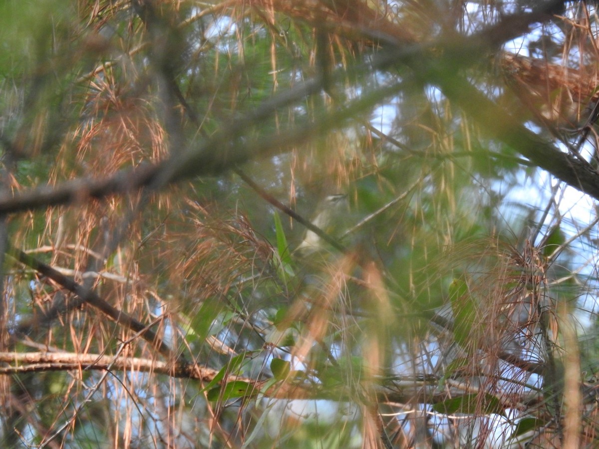 Golden-crowned Kinglet - Timothy Akin