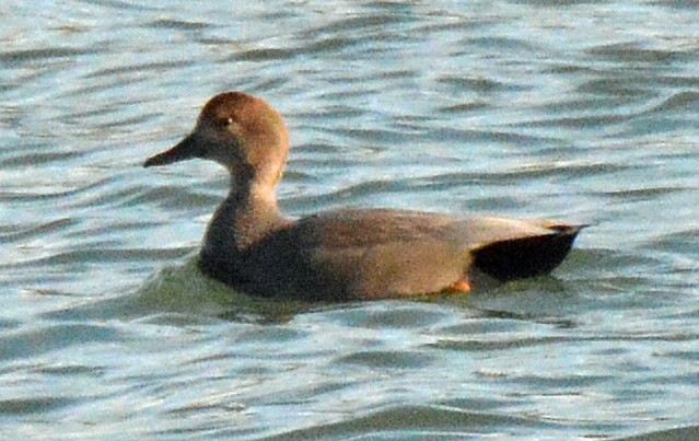 Gadwall - ML537598811