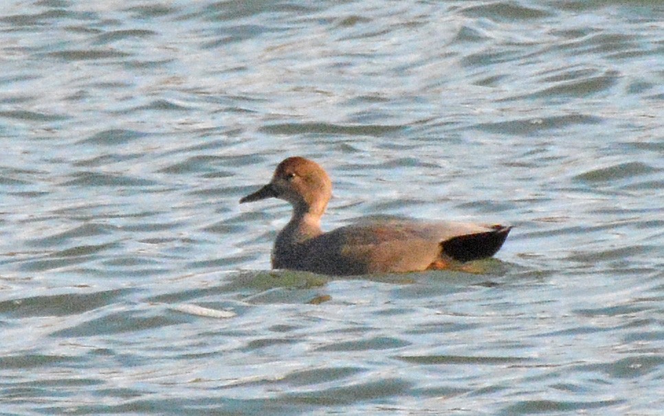 Gadwall - ML537598841