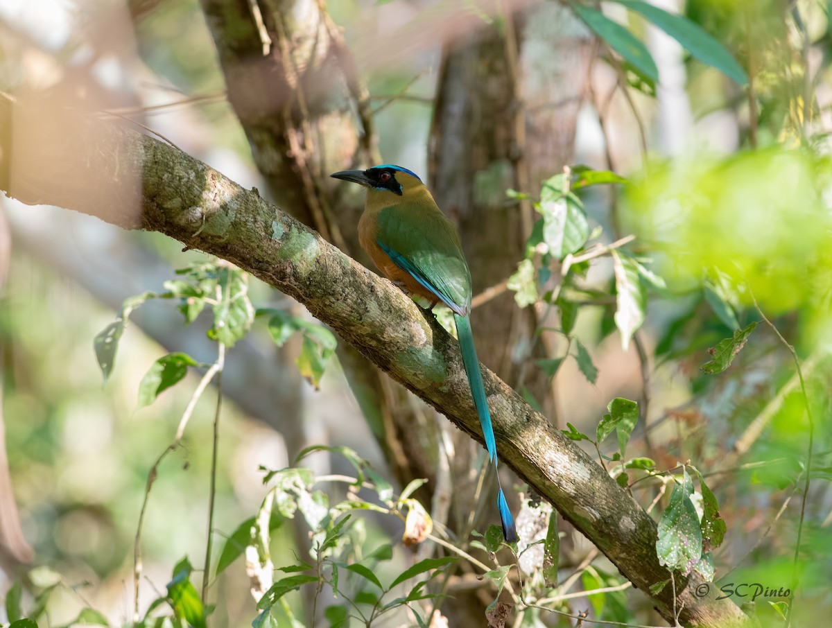 Whooping Motmot - Shailesh Pinto