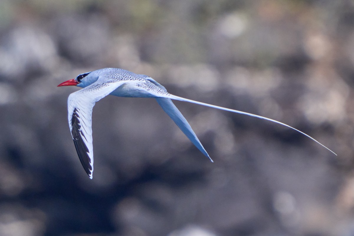 Red-billed Tropicbird - Hunter Book