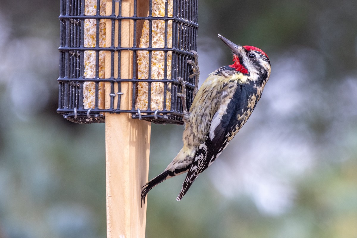 Yellow-bellied Sapsucker - ML537602531