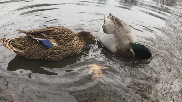 Mallard (Domestic type) - ML537602971