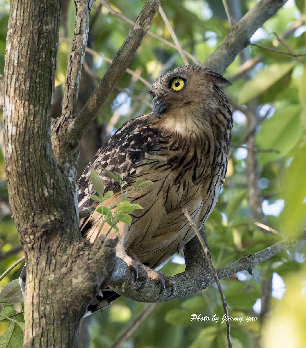 Buffy Fish-Owl - ML53760391