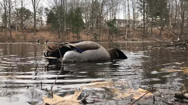 Mallard (Domestic type) - ML537604651