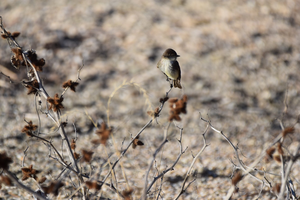 Eastern Phoebe - ML53760481