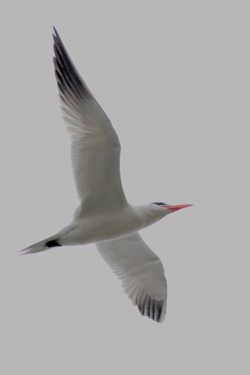 Caspian Tern - ML537605231