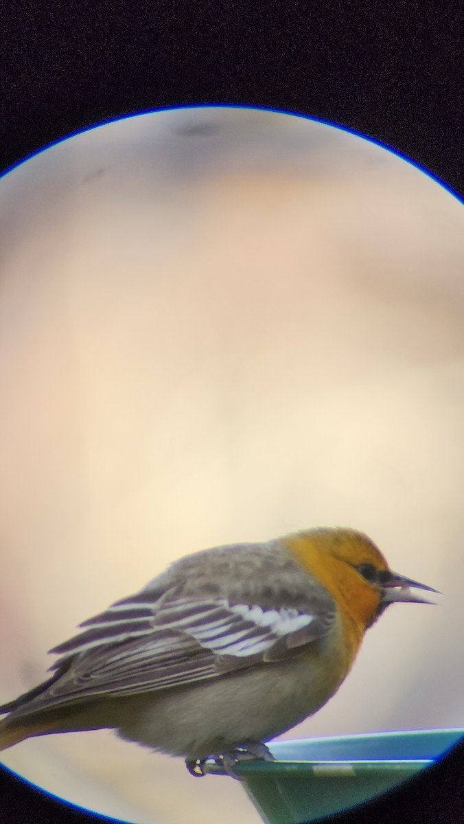 Bullock's Oriole - ML537605941