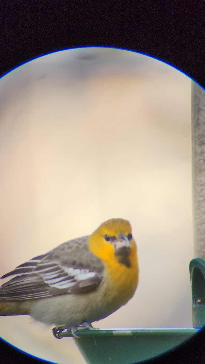 Bullock's Oriole - ML537606571