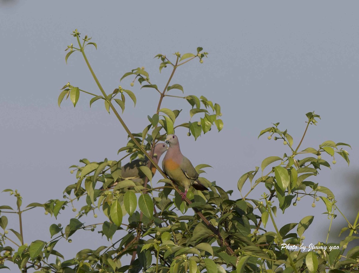 Pink-necked Green-Pigeon - jimmy Yao