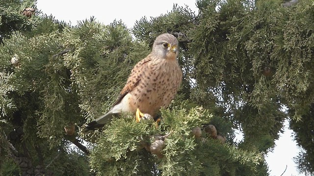 Eurasian Kestrel (Canary Is.) - ML537608741