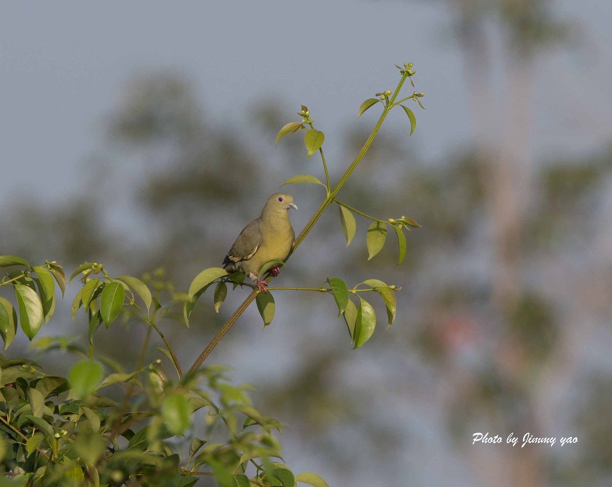 Pink-necked Green-Pigeon - ML53760881