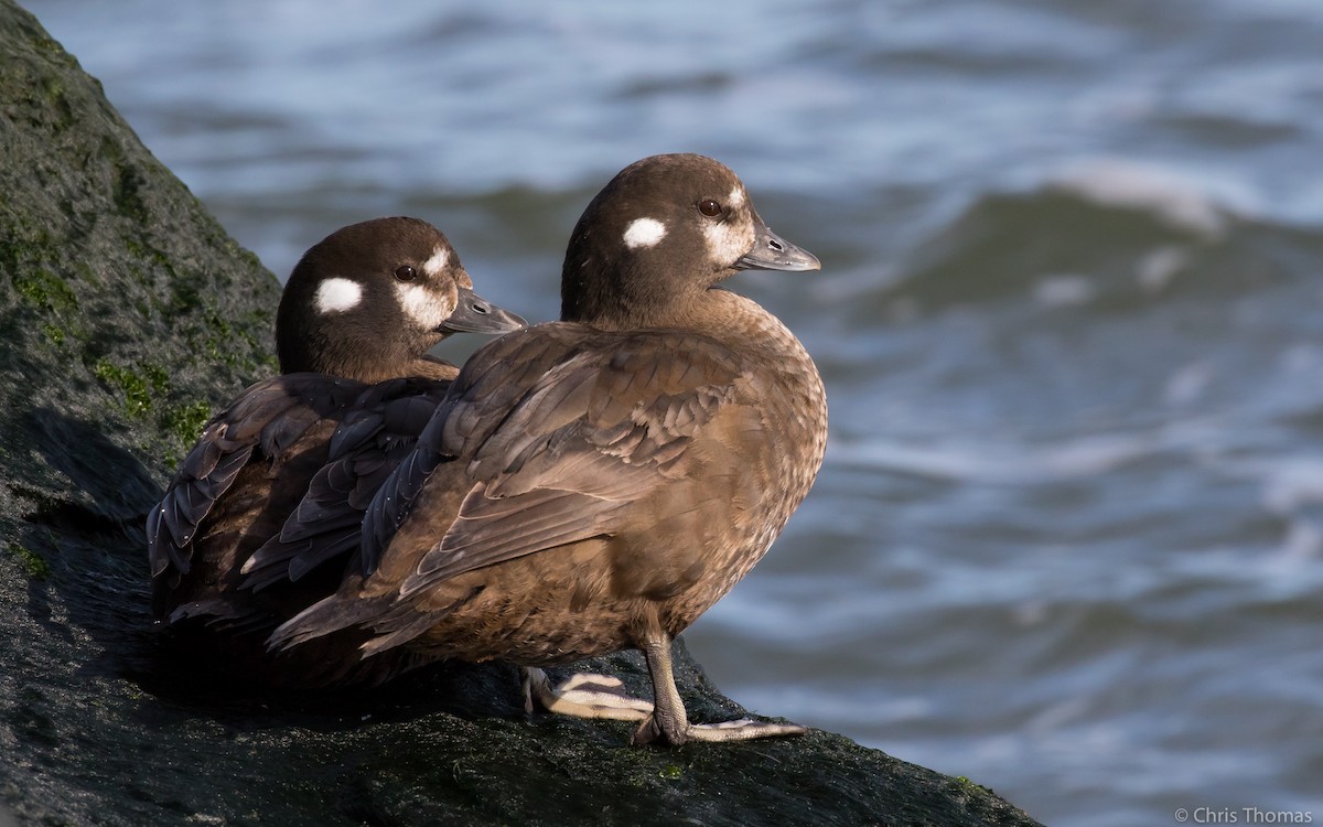 Harlequin Duck - Chris Thomas