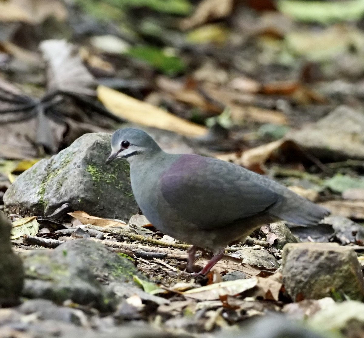 Purplish-backed Quail-Dove - ML537610051