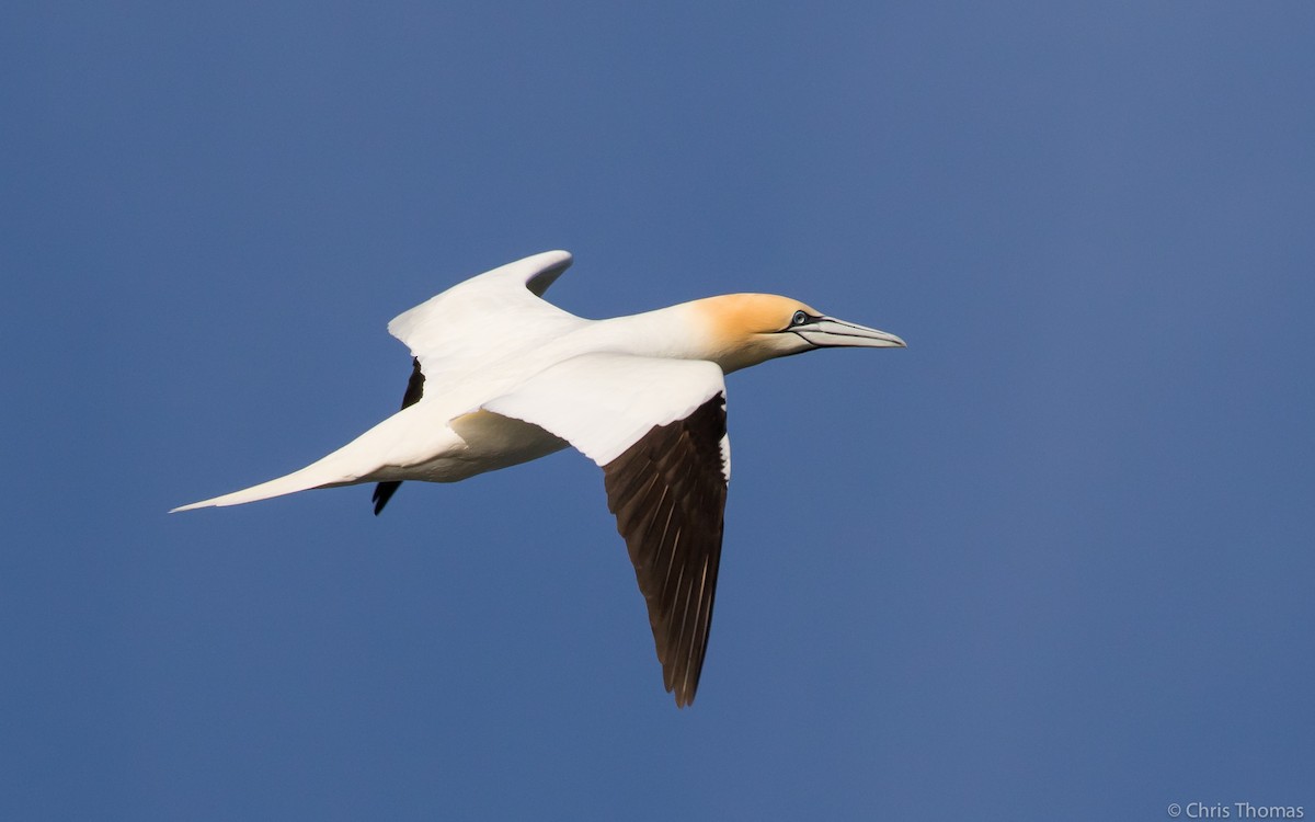 Northern Gannet - ML53761021