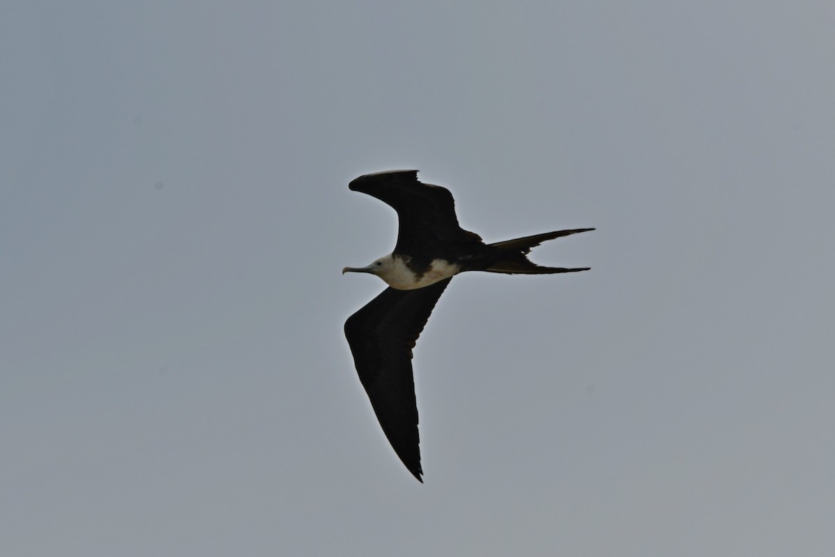 Magnificent Frigatebird - ML537610311