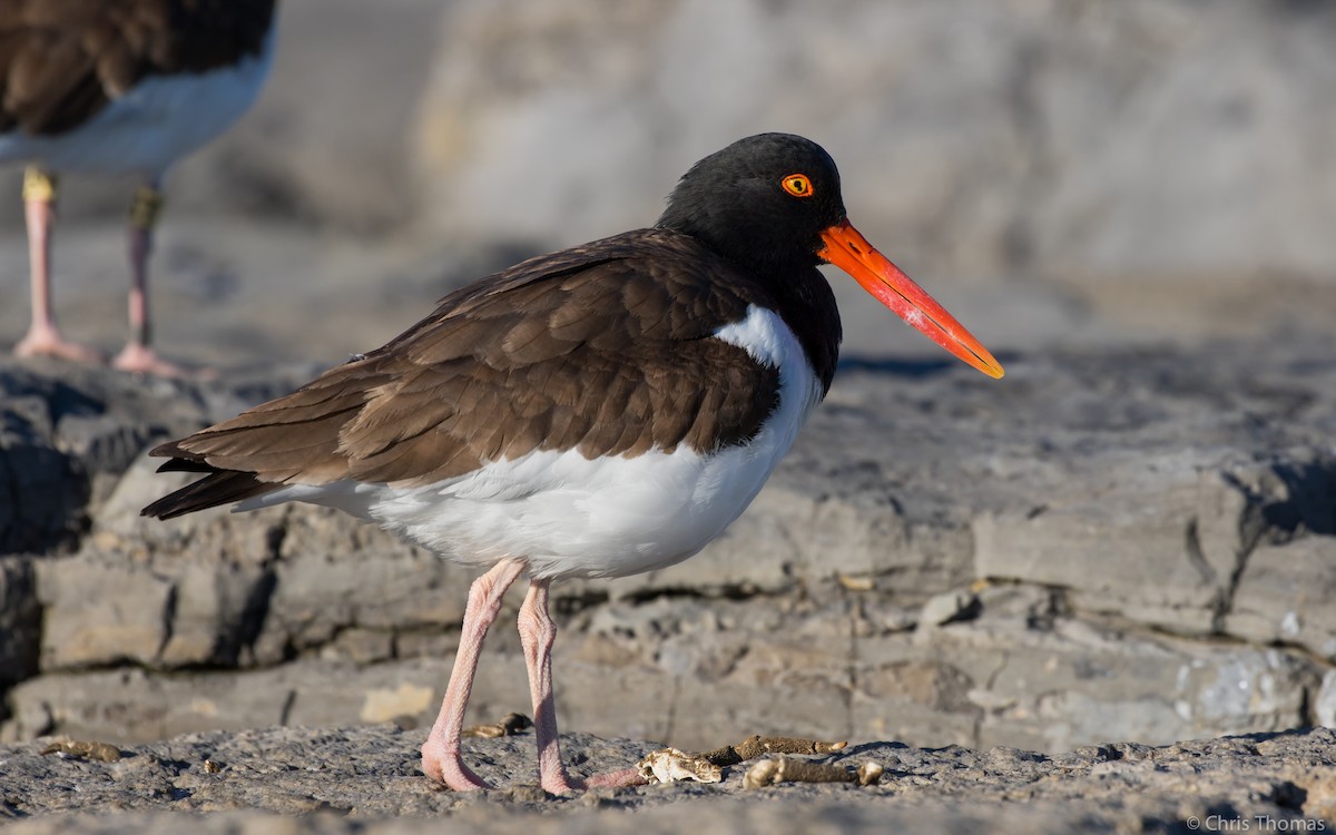 American Oystercatcher - Chris Thomas