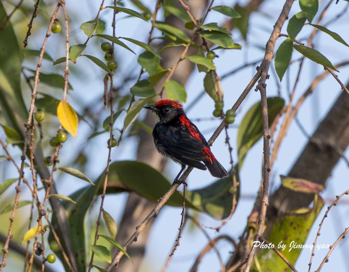 Scarlet-backed Flowerpecker - ML53761071