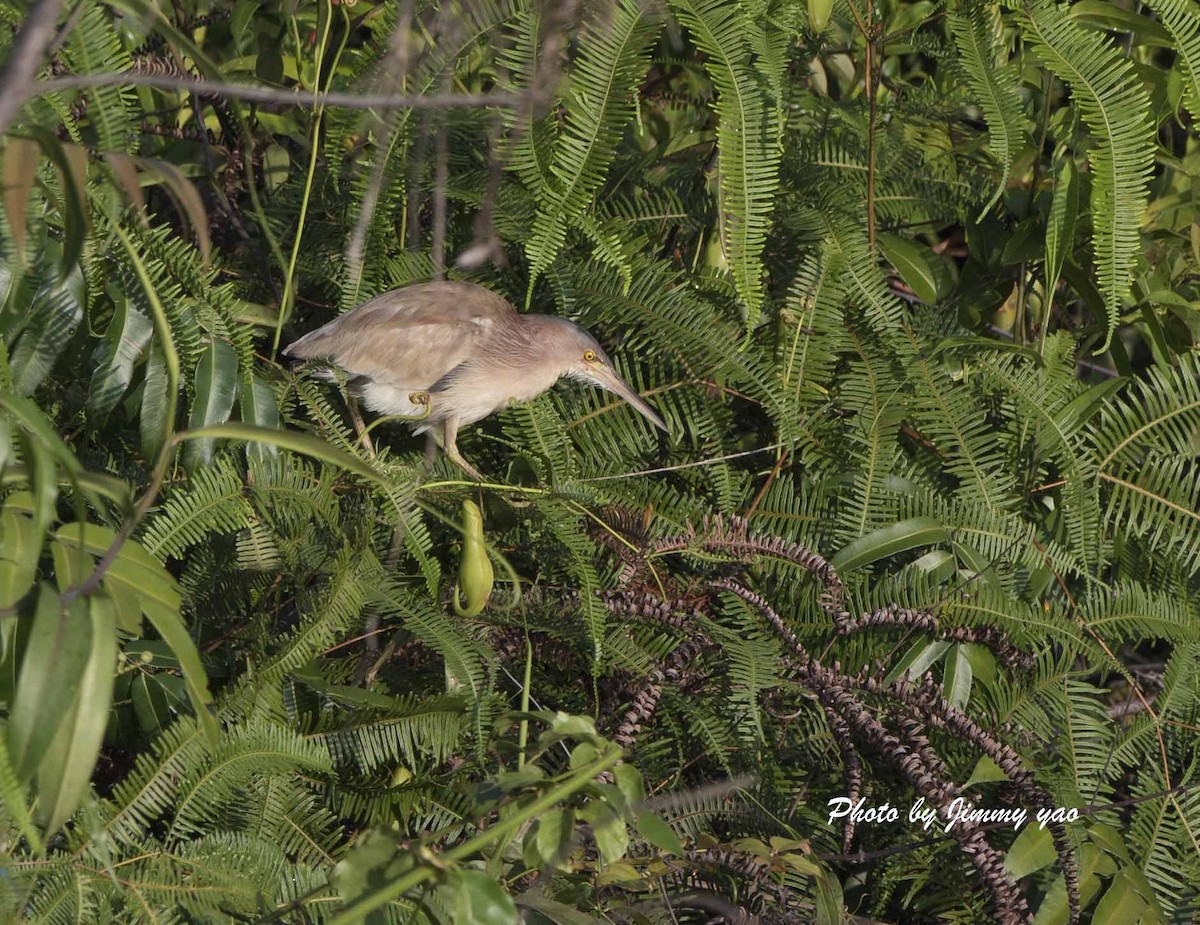 Yellow Bittern - ML53761191