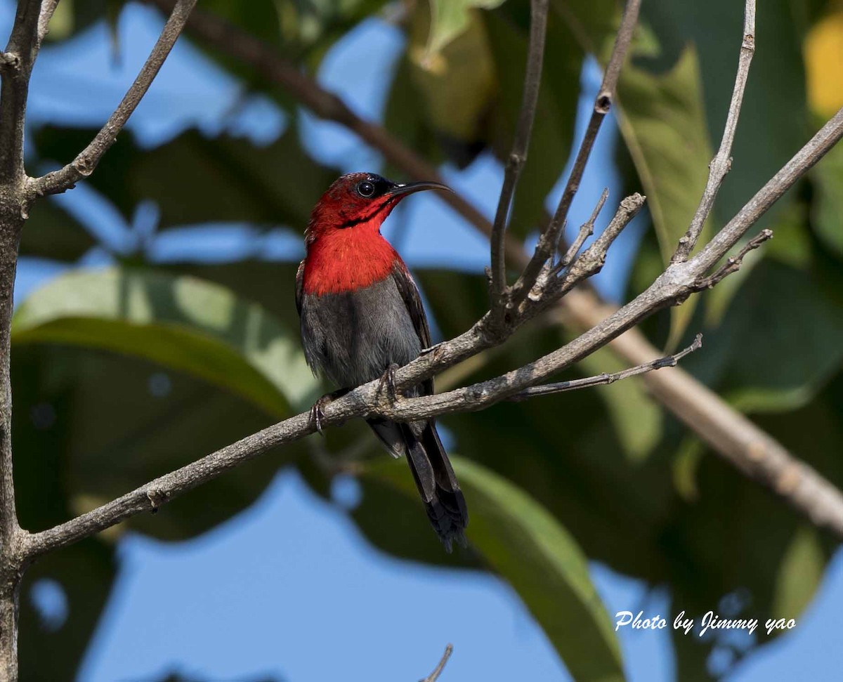 Crimson Sunbird (Crimson) - ML53761481