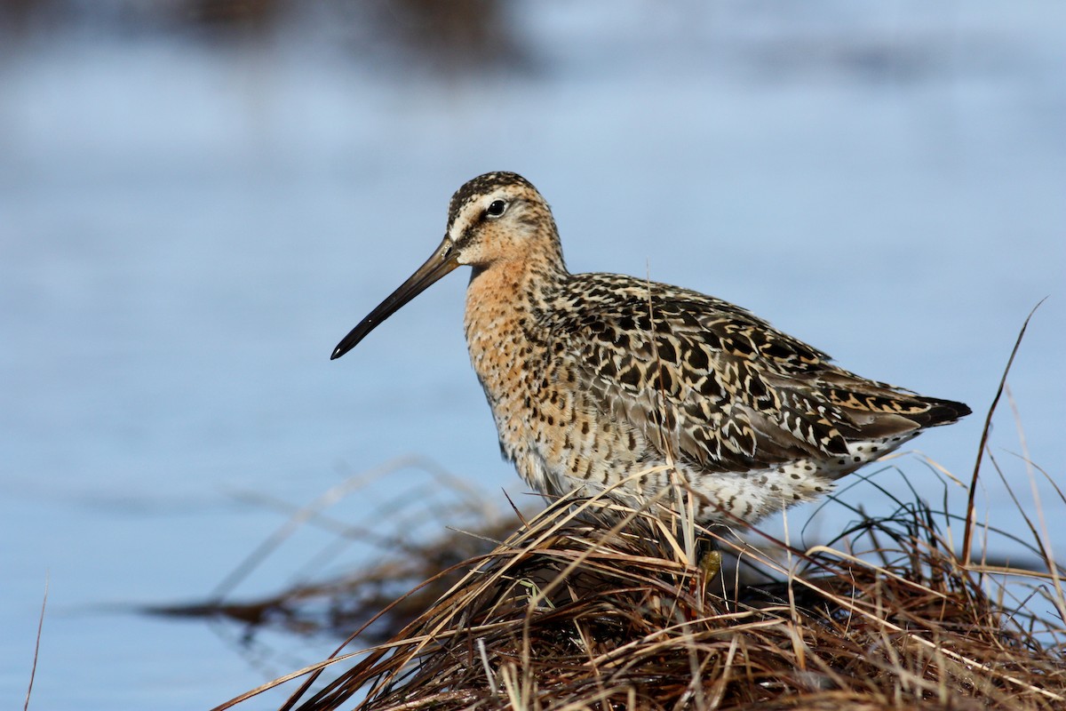 Short-billed Dowitcher - ML53761721