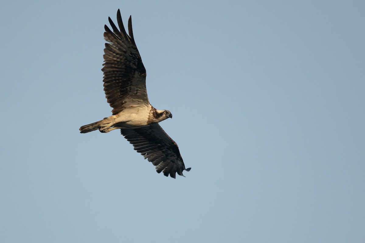 Águila Pescadora (haliaetus) - ML537618411