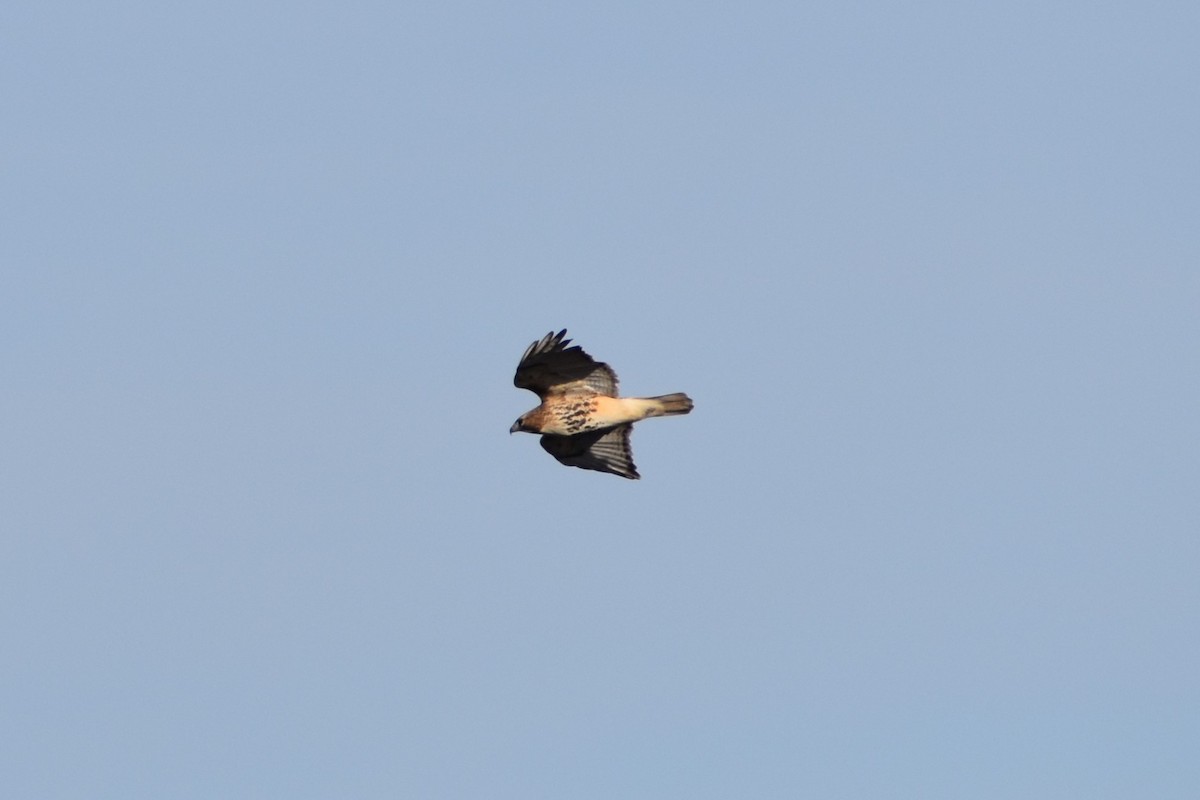 Red-tailed Hawk - Anbu Damodaran