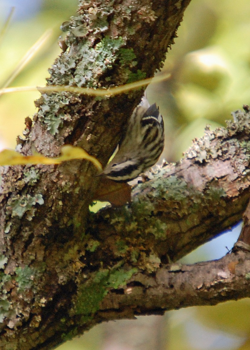 Black-and-white Warbler - ML537618891