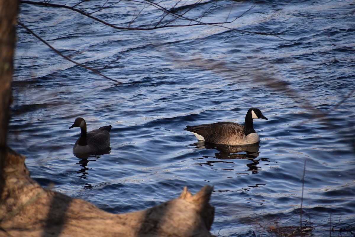 Canada Goose - Anbu Damodaran