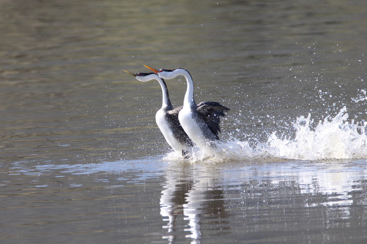 Clark's Grebe - ML537621061