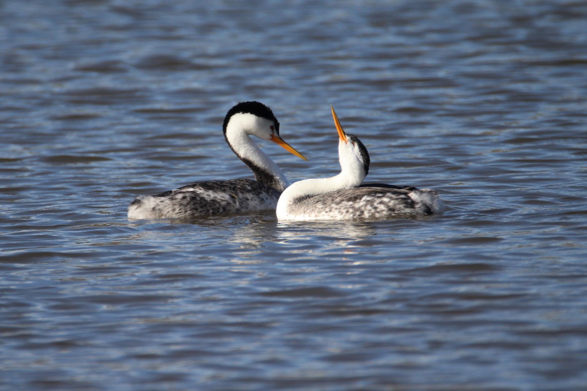 Clark's Grebe - ML537621151