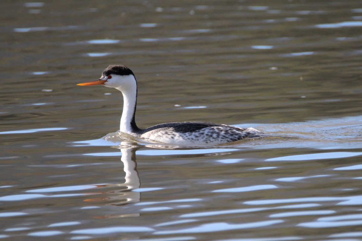 Clark's Grebe - ML537621271