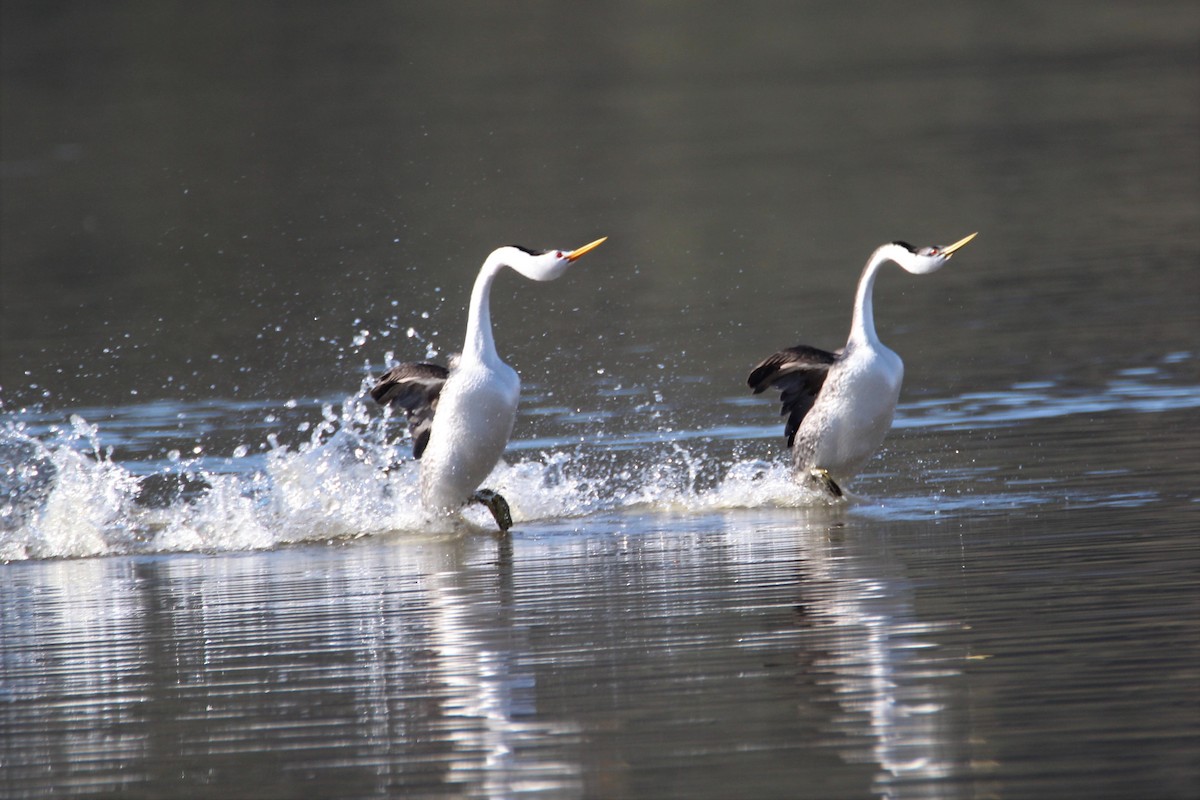 Clark's Grebe - ML537621431