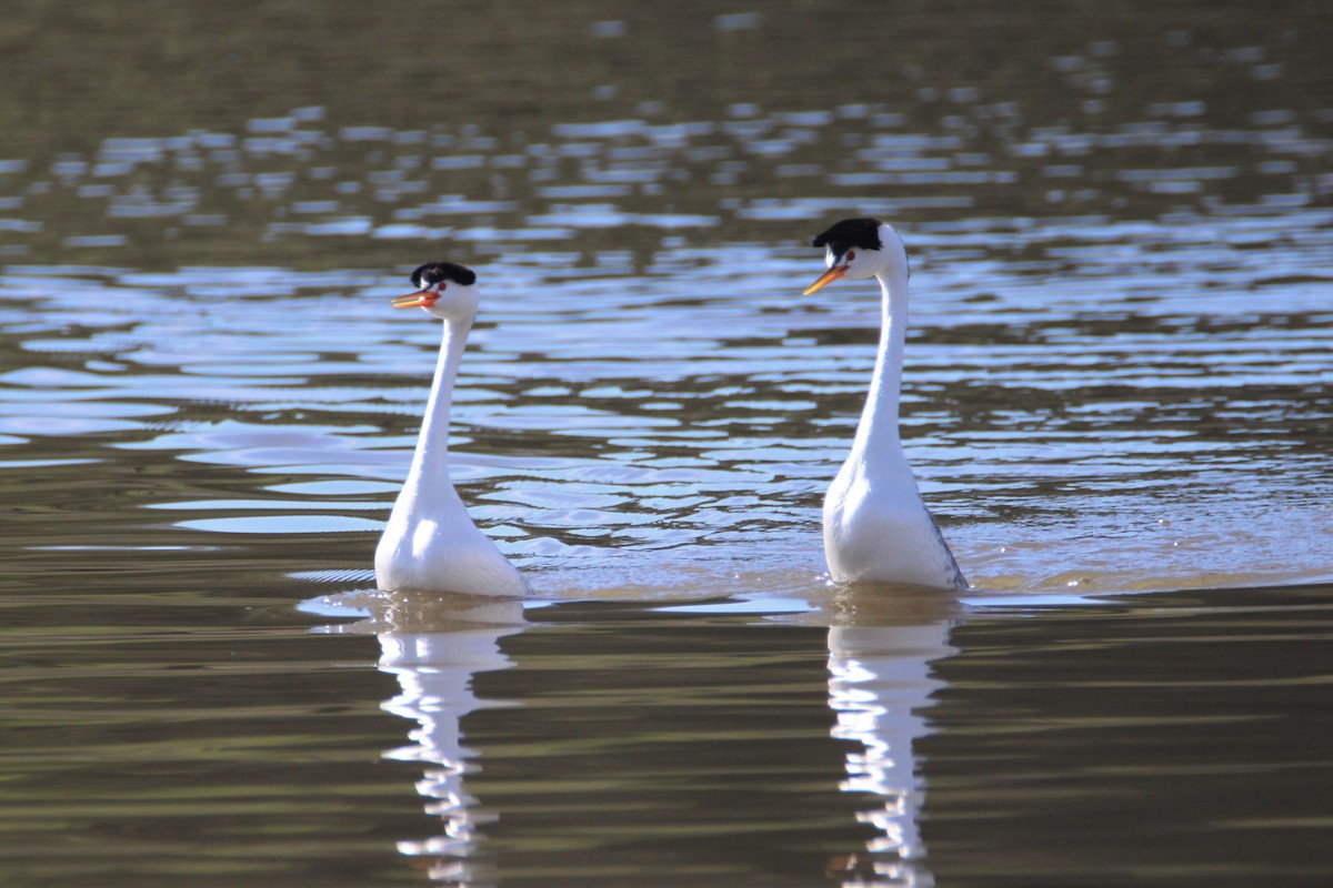 Clark's Grebe - ML537621591