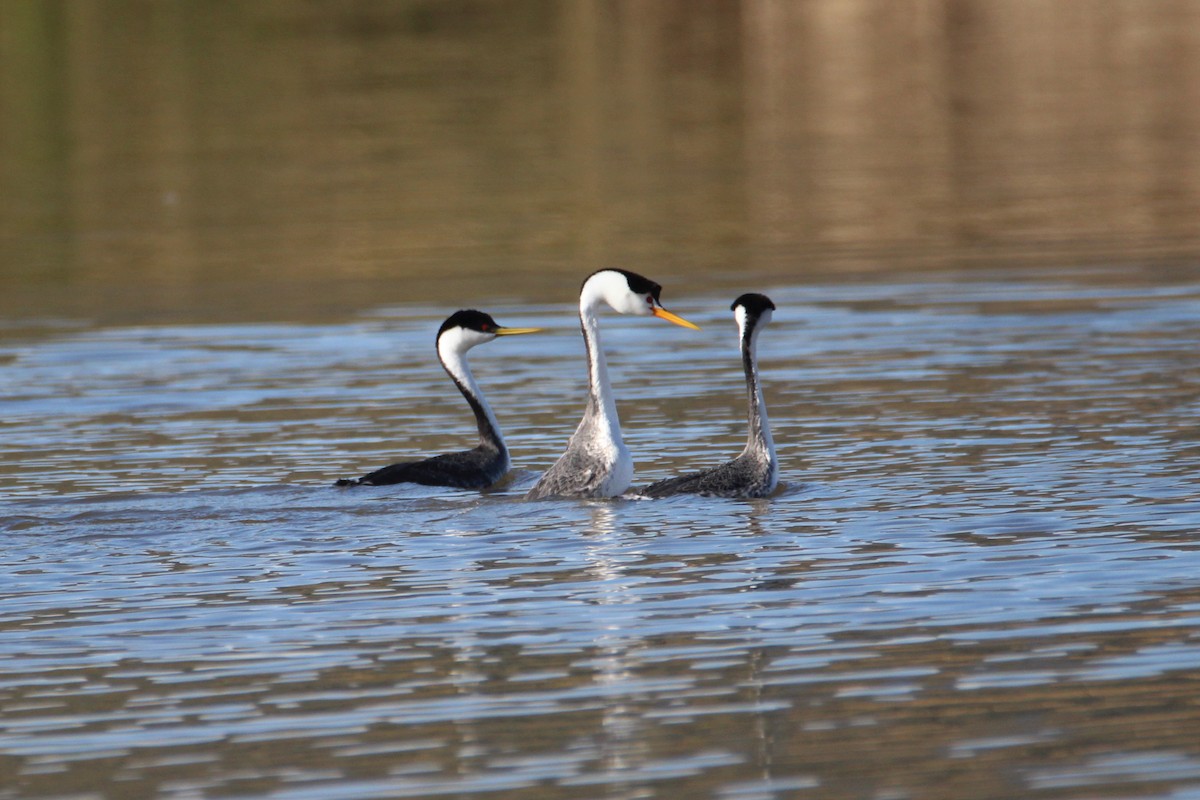 Clark's Grebe - ML537621611