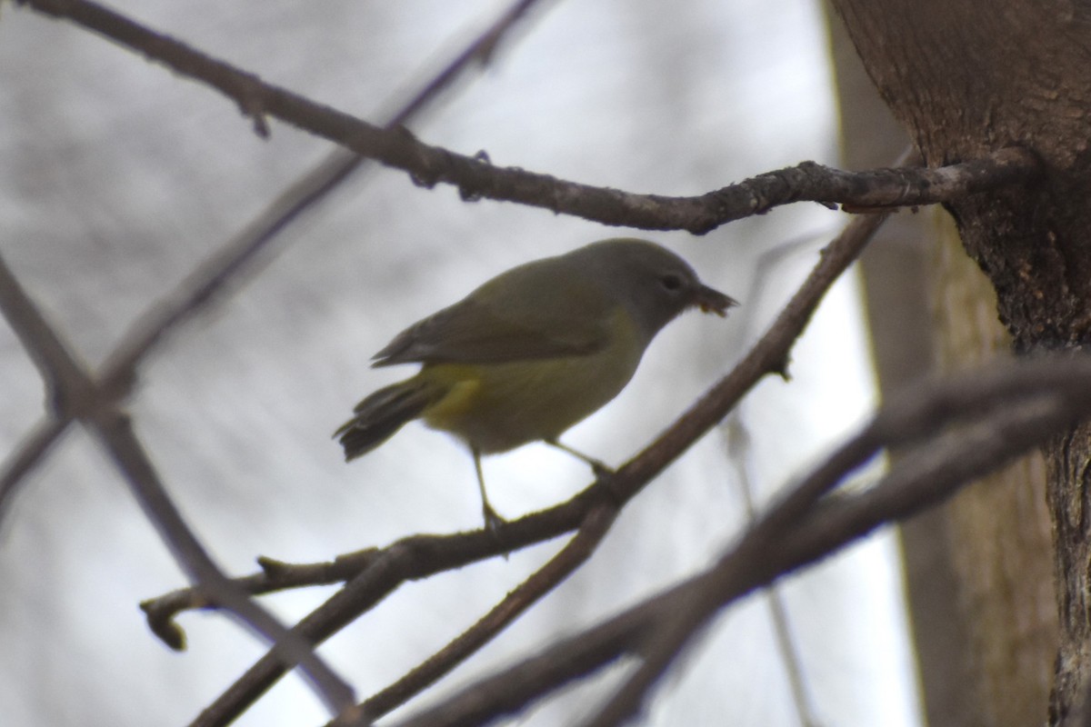 Orange-crowned Warbler (Gray-headed) - Anbu Damodaran