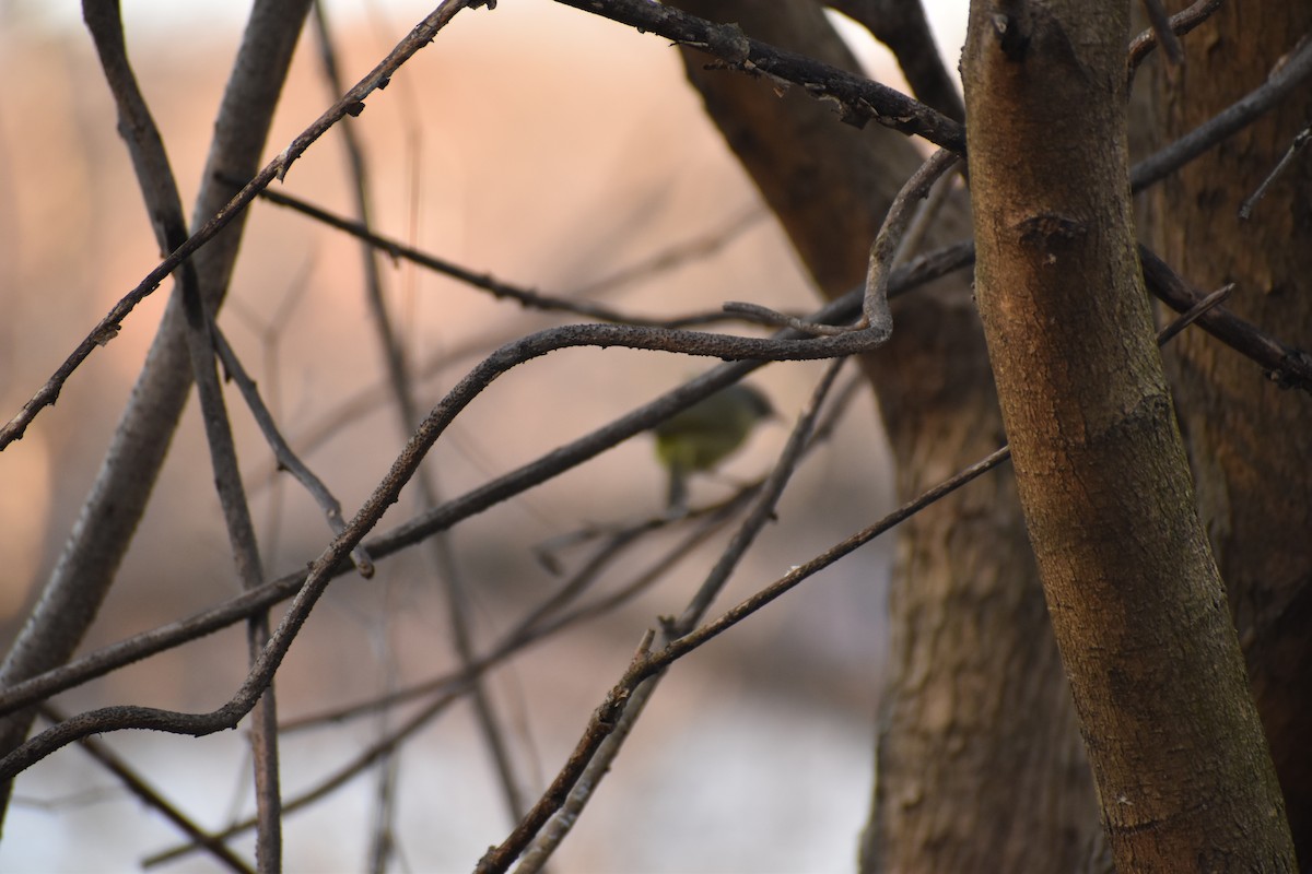 Orange-crowned Warbler (Gray-headed) - Anbu Damodaran