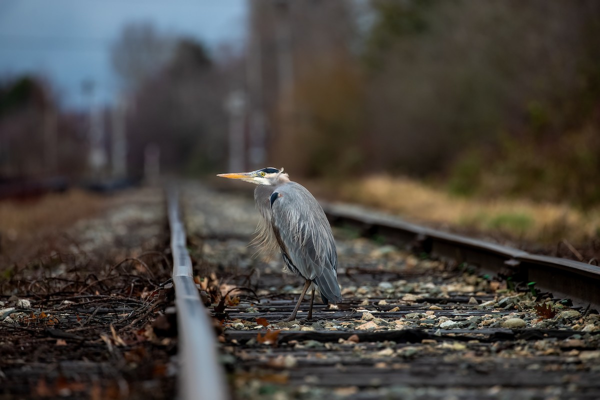 Great Blue Heron - ML537625101