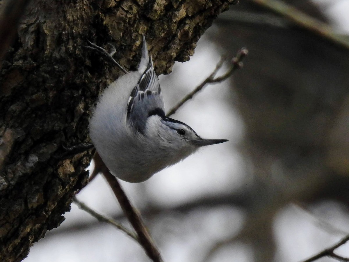 White-breasted Nuthatch - ML537625971