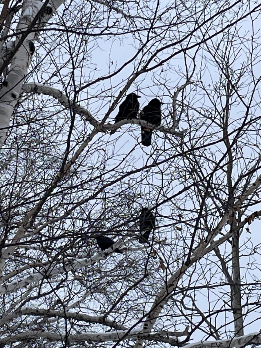 American Crow - ML537626441