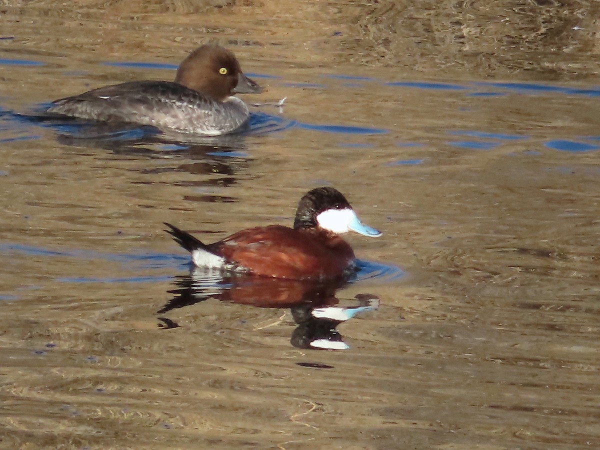 Ruddy Duck - ML537628191