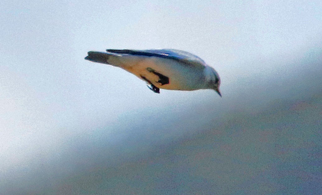 Mountain Bluebird - ML537628271