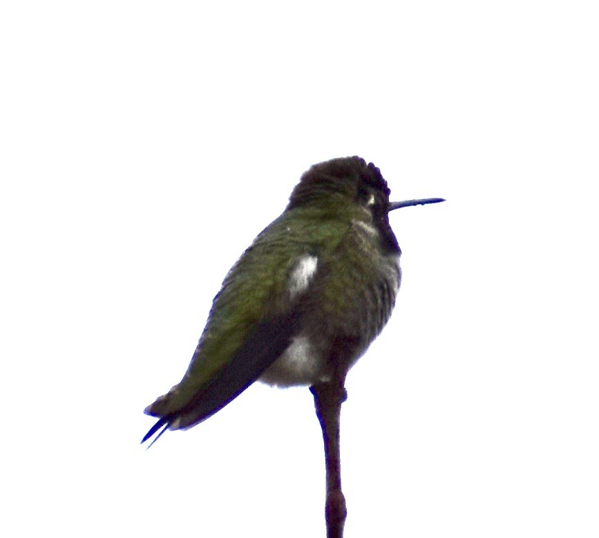 Anna's Hummingbird - ML537629461