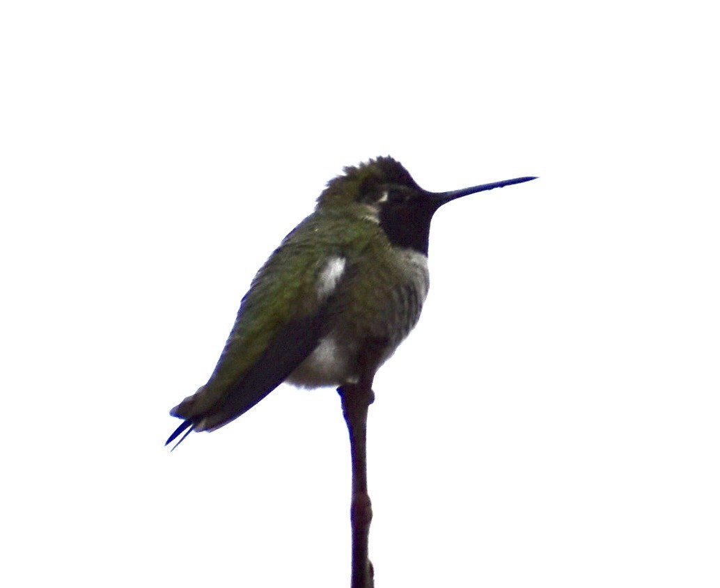 Anna's Hummingbird - ML537629471