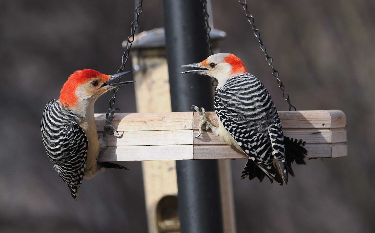 Red-bellied Woodpecker - ML537630551