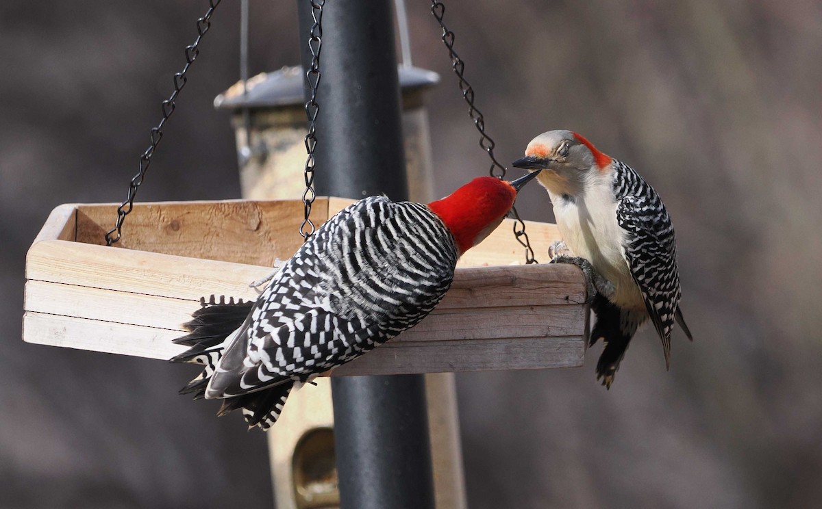 Red-bellied Woodpecker - ML537630561