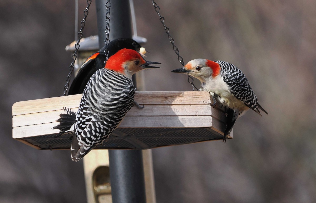 Red-bellied Woodpecker - ML537630571