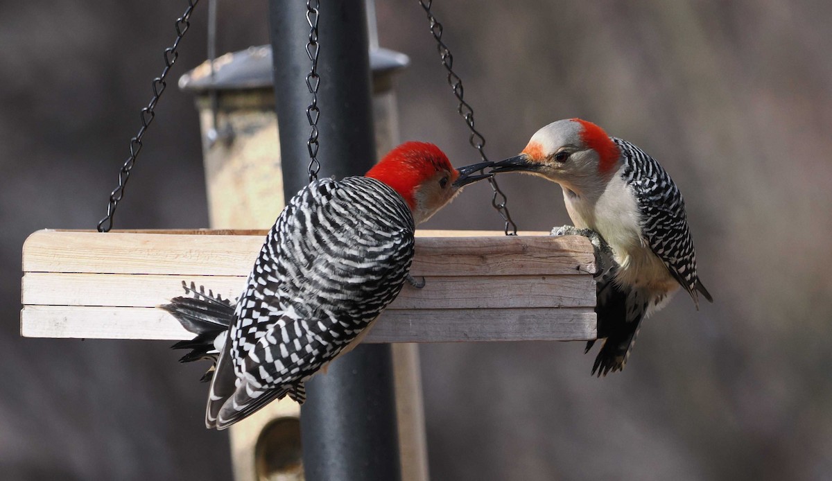 Red-bellied Woodpecker - ML537630581
