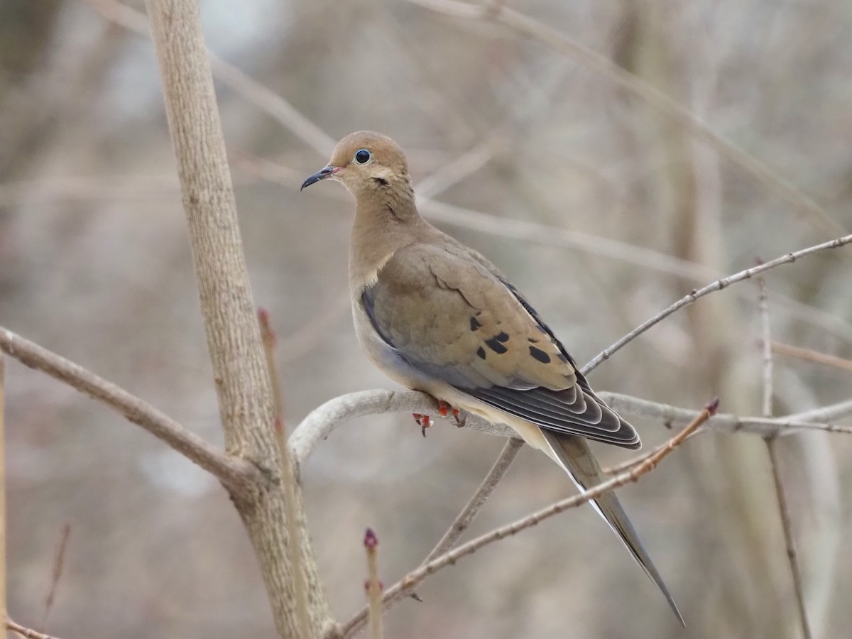 Mourning Dove - ML537631371
