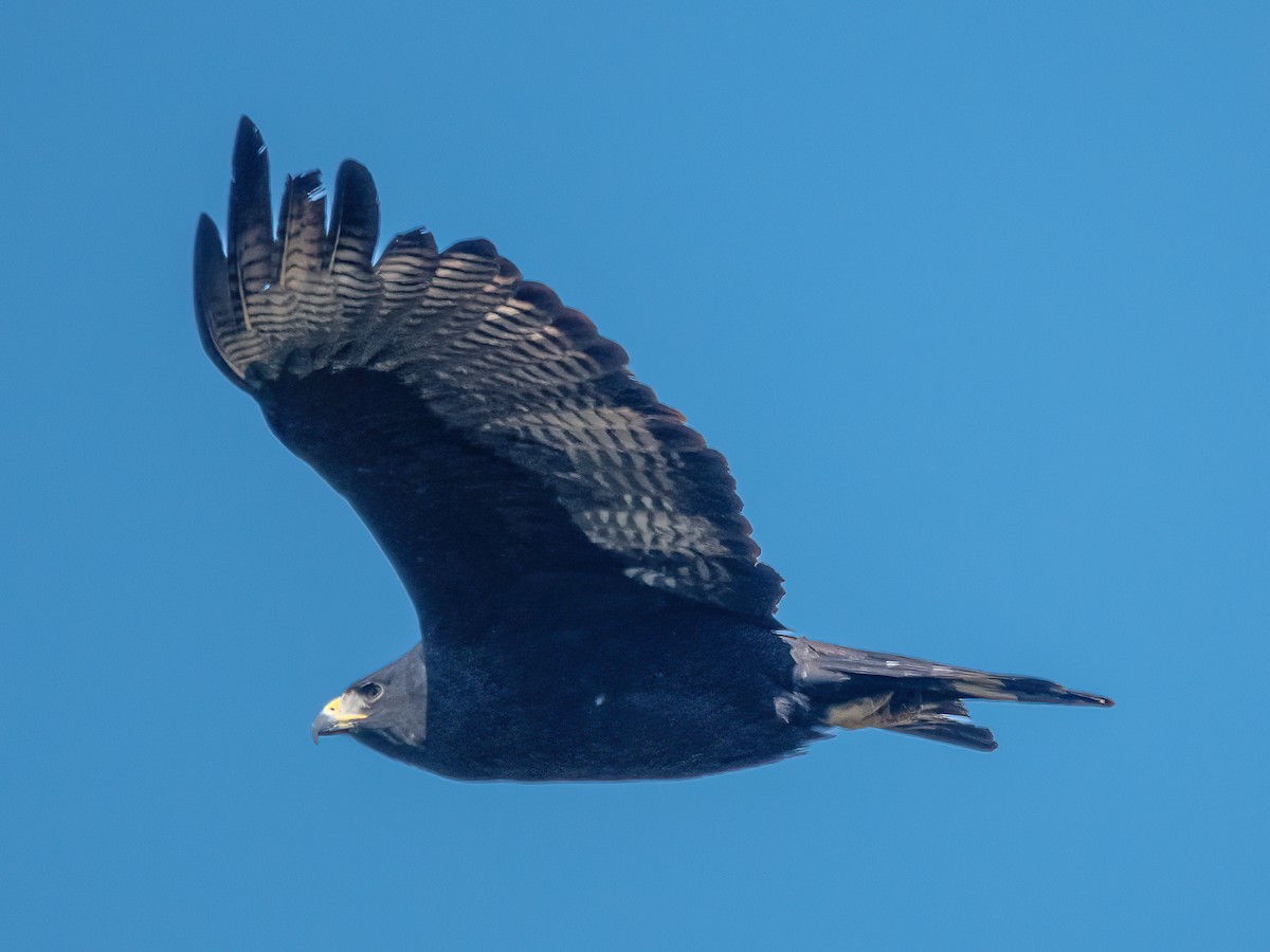 Zone-tailed Hawk - ML537633091